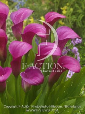botanic stock photo Zantedeschia