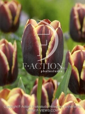 botanic stock photo Tulipa