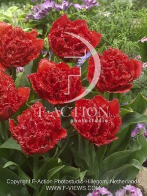 botanic stock photo Tulipa