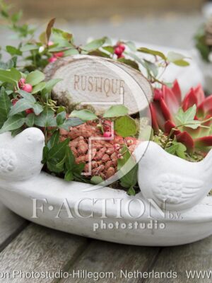 botanic stock photo Gaultheria