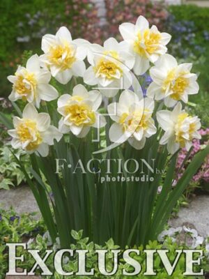 botanic stock photo Narcissus