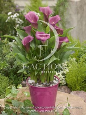 botanic stock photo Zantedeschia