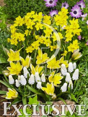 botanic stock photo Spring flowers