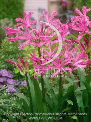 botanic stock photo Nerine