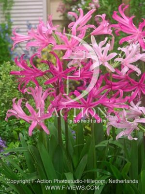 botanic stock photo Amarine