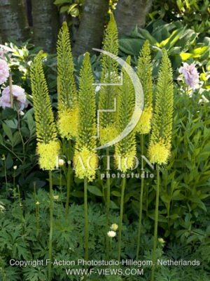 botanic stock photo Eremurus