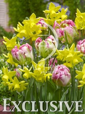 botanic stock photo Mixed