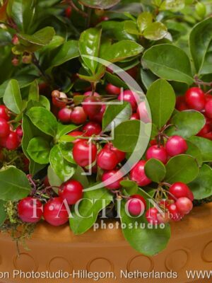 botanic stock photo Gaultheria