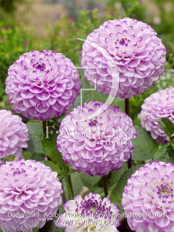 botanic stock photo Dahlia