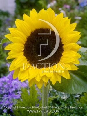 botanic stock photo Helianthus