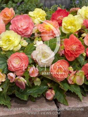 botanic stock photo Begonia
