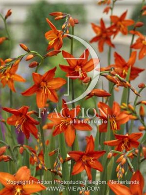 botanic stock photo Crocosmia