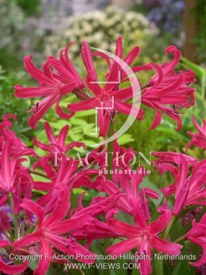 botanic stock photo Nerine