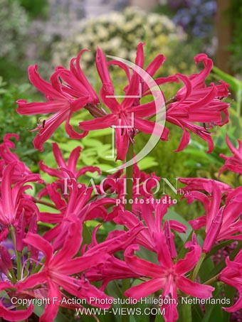 botanic stock photo Nerine