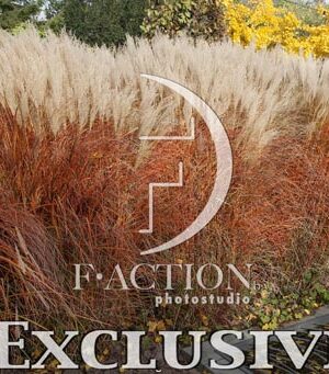 botanic stock photo Miscanthus