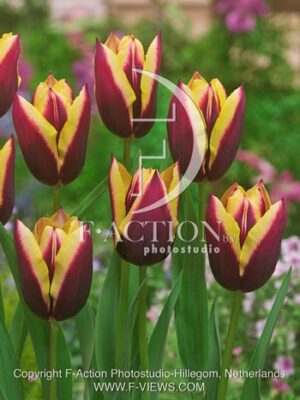 botanic stock photo Tulipa