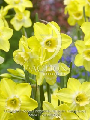 botanic stock photo Narcissus