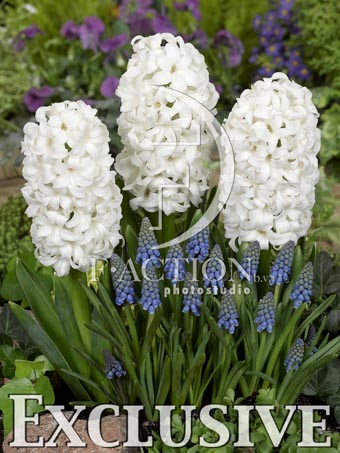 botanic stock photo Hyacinthus