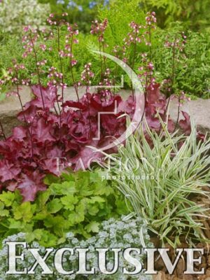 botanic stock photo
