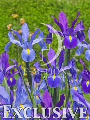 botanic stock photo Iris