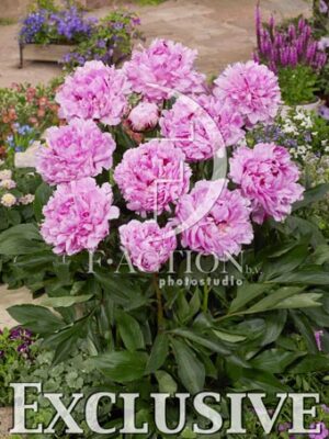 botanic stock photo Paeonia
