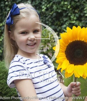 botanic stock photo Helianthus