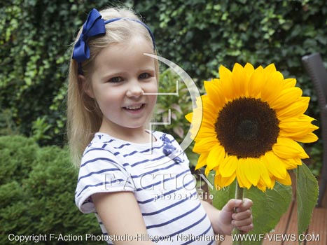 botanic stock photo Helianthus