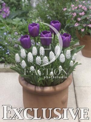 botanic stock photo Spring