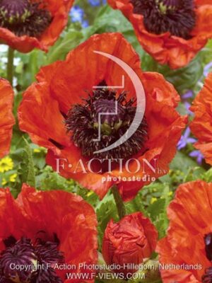 botanic stock photo Papaver