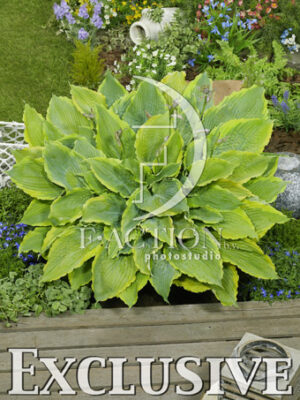 botanic stock photo Hosta