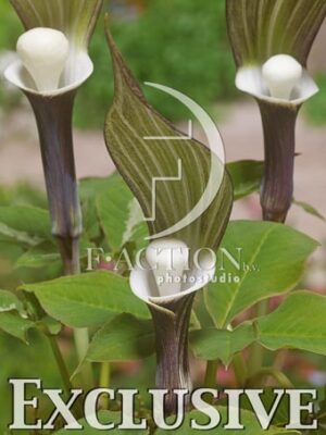 botanic stock photo Arisaema