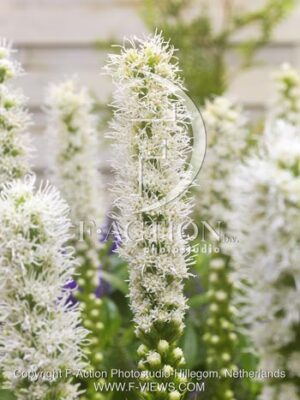 botanic stock photo Liatris