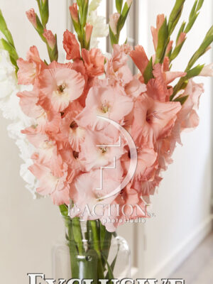 Pink Mixed