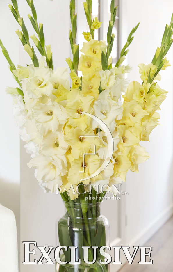 Yellow Mixed