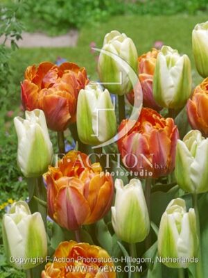 botanic stock photo Tulipa