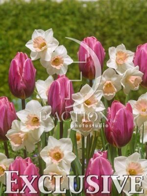 botanic stock photo Narcissus