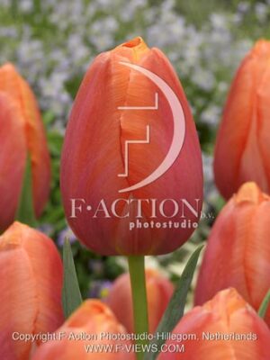 botanic stock photo Tulipa