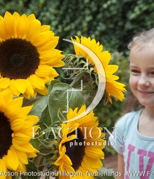 botanic stock photo Helianthus
