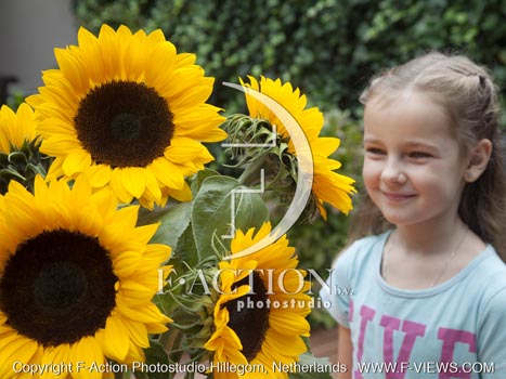 botanic stock photo Helianthus