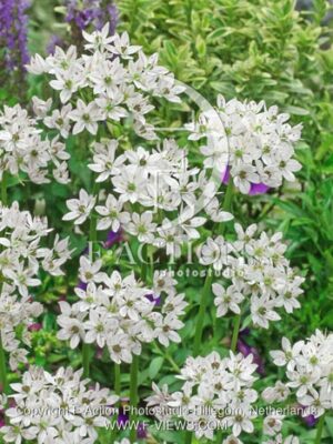 botanic stock photo Allium