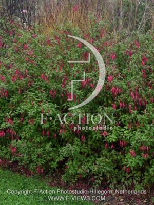 botanic stock photo Fuchsia
