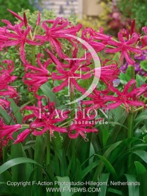 botanic stock photo Nerine