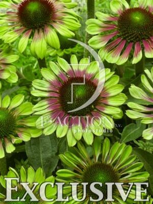 botanic stock photo Echinacea