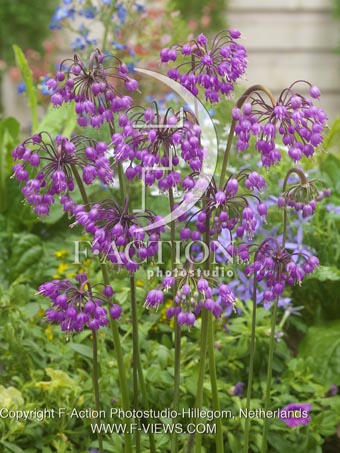 botanic stock photo Allium