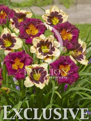 botanic stock photo Hemerocallis