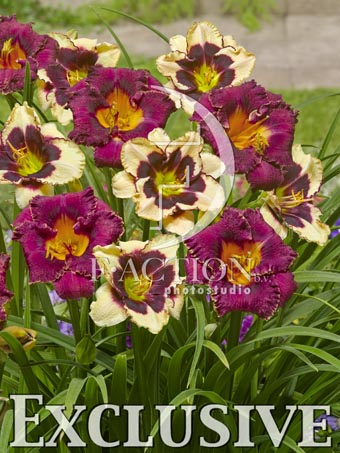 botanic stock photo Hemerocallis