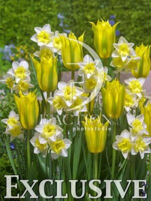 botanic stock photo Spring