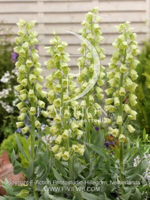 botanic stock photo Fritillaria