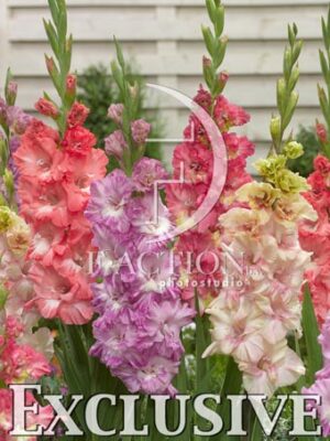 botanic stock photo Gladiolus