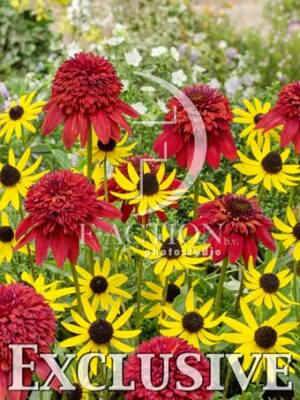 botanic stock photo Mixed